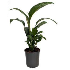 170mm Peace Lily - Spathiphyllum wallisii