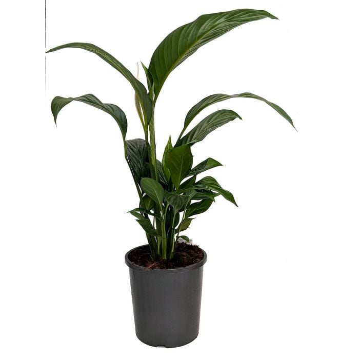 170mm Peace Lily - Spathiphyllum wallisii