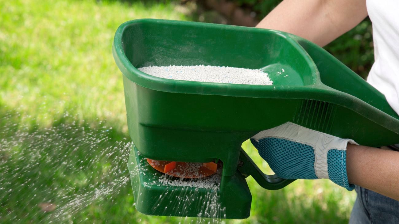 Manual fertilising of the lawn in backyard in spring time.