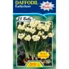 Fiesta Flower Bulbs Daffodil Earlycheer - 20 Bulbs