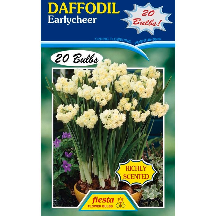 Fiesta Flower Bulbs Daffodil Earlycheer - 20 Bulbs