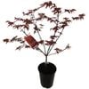 2.5L Patio Maple Assorted - Acer palmatum
