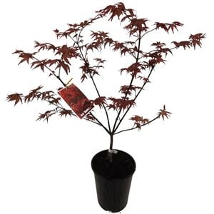 2.5L Patio Maple Assorted - Acer palmatum