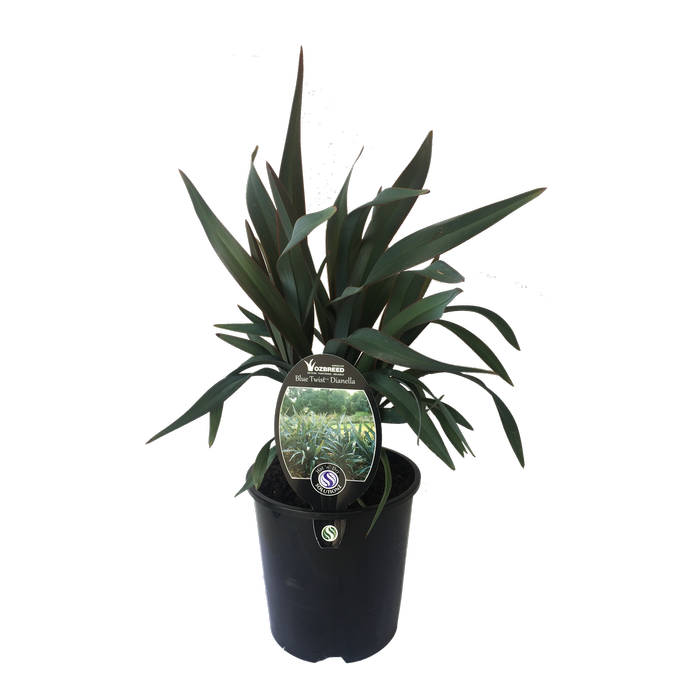1.9L Dianella Blue Twist - Dianella purnina