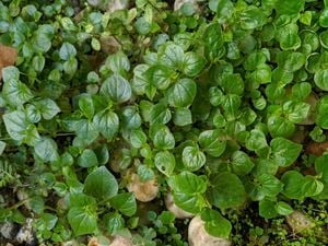 Image of peperomia growing in a garden