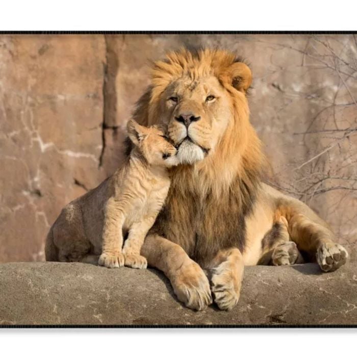 Male African Lion Is Cuddled  Print 100% Australian Made 120x90cm  (Poster)