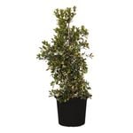 300mm Resilience Lilly Pilly - Syzygium australe Resilience
