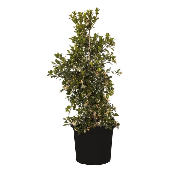 300mm Resilience Lilly Pilly - Syzygium australe Resilience