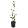 3.5L Hardenbergia Blue coral pea - Hardenbergia violacea