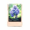 Yarra Valley Bulbs Muscari Fantasy Creation - 8 Pack