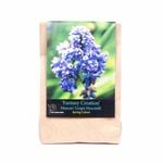 Yarra Valley Bulbs Muscari Fantasy Creation - 8 Pack