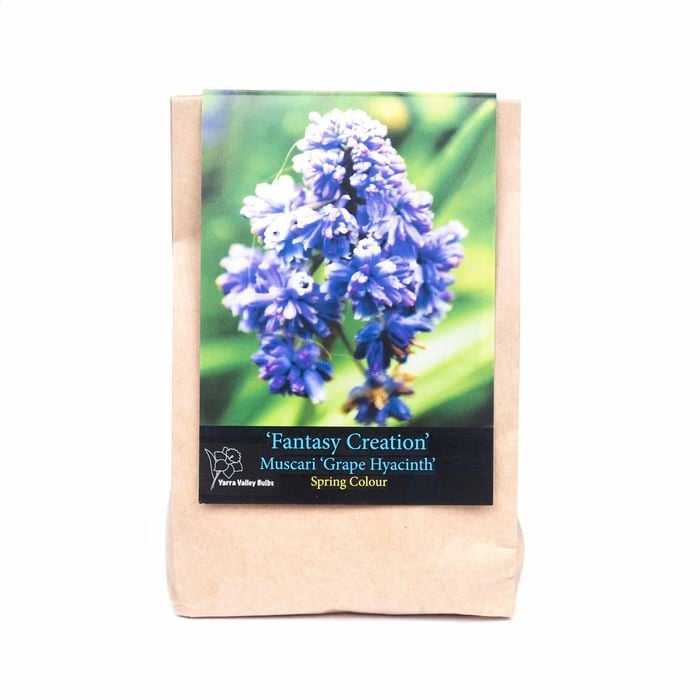 Yarra Valley Bulbs Muscari Fantasy Creation - 8 Pack