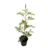140mm Loopy Lou - Grevillea banksii