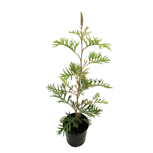 140mm Loopy Lou - Grevillea banksii