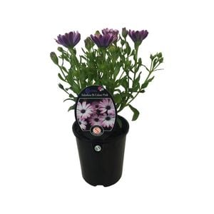 1.5L Cape Daisy Sideshow Bi Colour Pink - Osteospermum