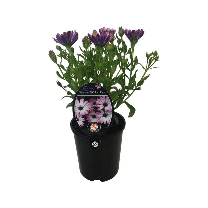 1.5L Cape Daisy Sideshow Bi Colour Pink - Osteospermum