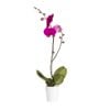 120mm Moth Orchid - Phalaenopsis Orchid with Ceramic Pot