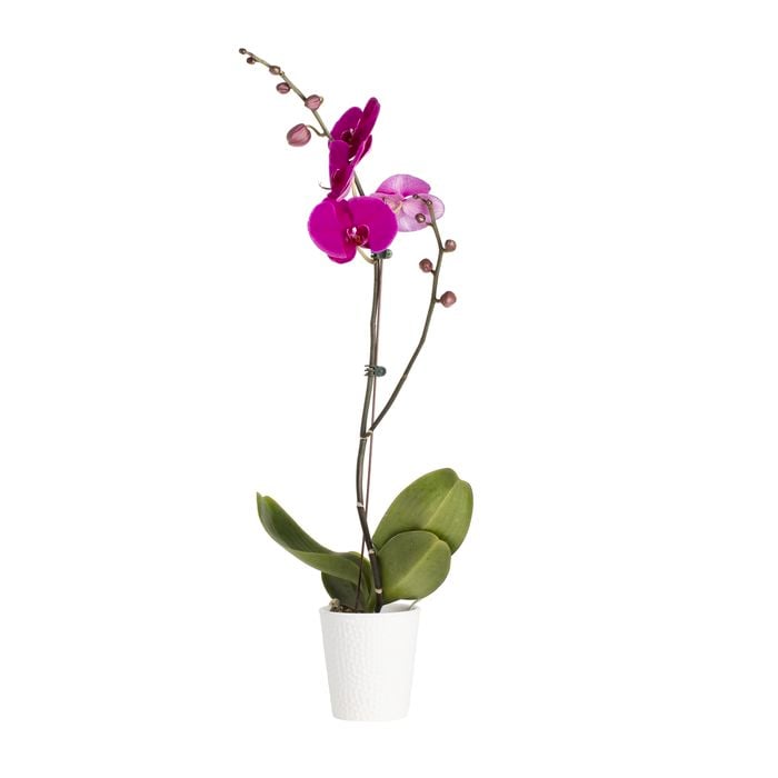120mm Moth Orchid - Phalaenopsis Orchid with Ceramic Pot