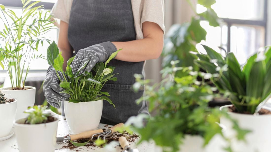 peace lily potted in white pot surrounded by other plants