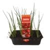 Punnet Onion Red Odourless - Grow Your Own Range