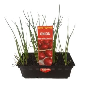 Punnet Onion Red Odourless - Grow Your Own Range
