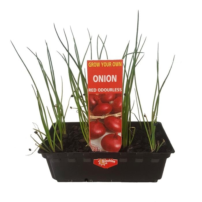 Punnet Onion Red Odourless - Grow Your Own Range