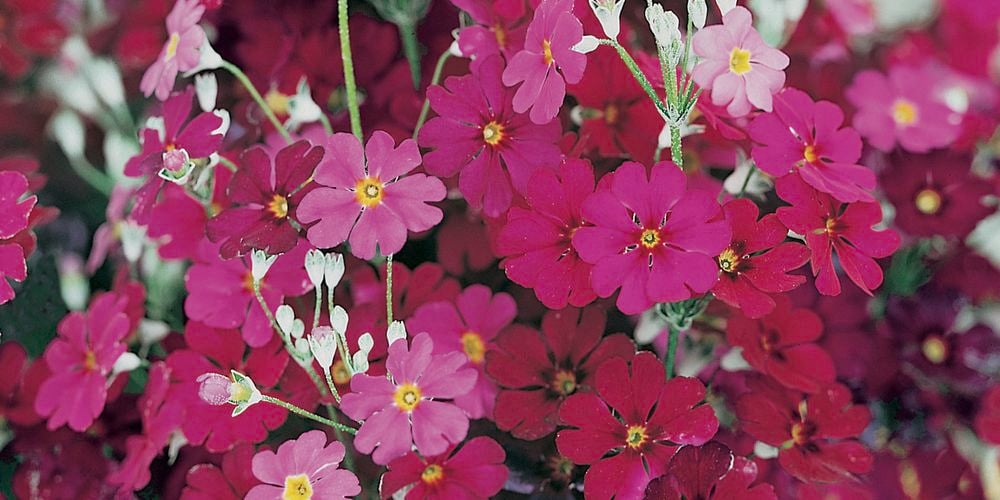 Primula 'Ruby Lace' looks fabulous planted en masse or left to naturalise in the garden.