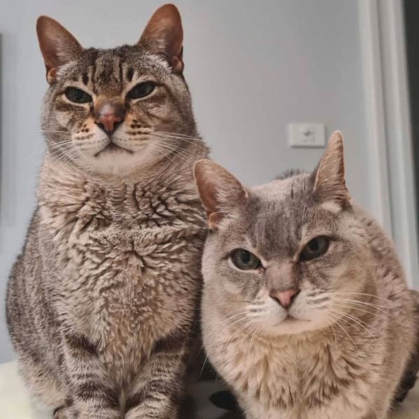 Two cats stand side by side on the back of a light-colored sofa indoors. A brown tabby cat with dark stripes is on the left, and a light gray cat is on the right. Both cats face the camera with their front paws visible. The background shows a pale gray wall and a doorway in soft indoor lighting.