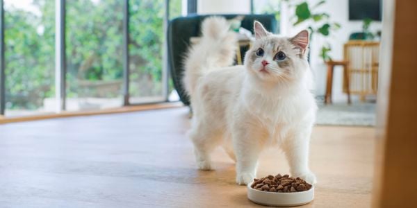 Picture of a cat eating food out of a bowl