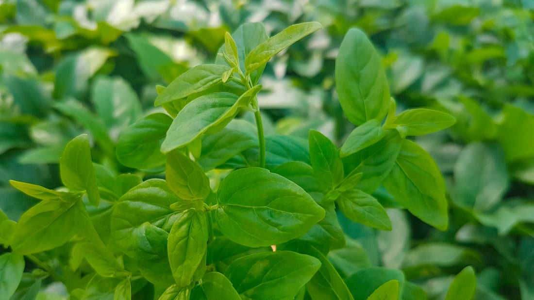 Green leaves of river mint