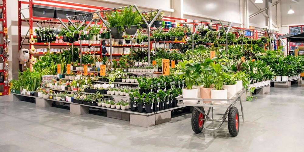 Indoor plants on display