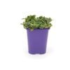 85mm Step-ables - Pennyroyal