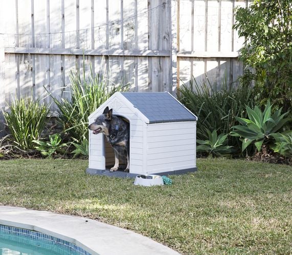 A dog inside a wooden kennel on a lawn by the edge of a pool