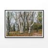 Forest, Trees in autumn  Print 100% Australian Made 120x90cm  (Poster)