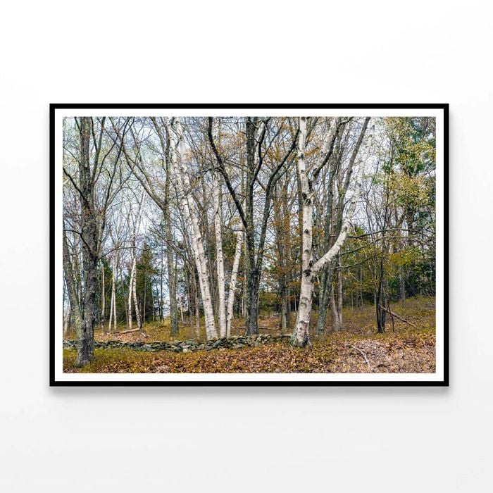 Forest, Trees in autumn  Print 100% Australian Made 120x90cm  (Poster)