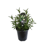 3.5L Cistus Lusitanicus - Cistus lusitanicus Decumbens
