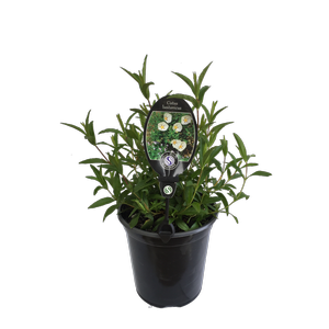 3.5L Cistus Lusitanicus - Cistus lusitanicus Decumbens