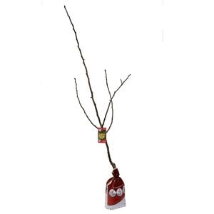 Bagged Nashi Pear Nijisseiki - Pyrus pyrifolia