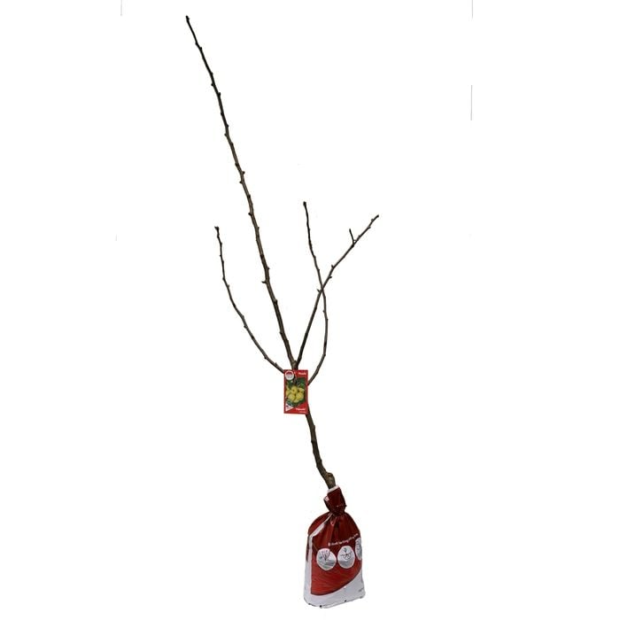 Bagged Nashi Pear Nijisseiki - Pyrus pyrifolia