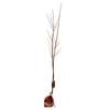 250mm Moorpark Apricot - Prunus armeniaca