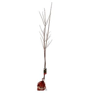 250mm Moorpark Apricot - Prunus armeniaca