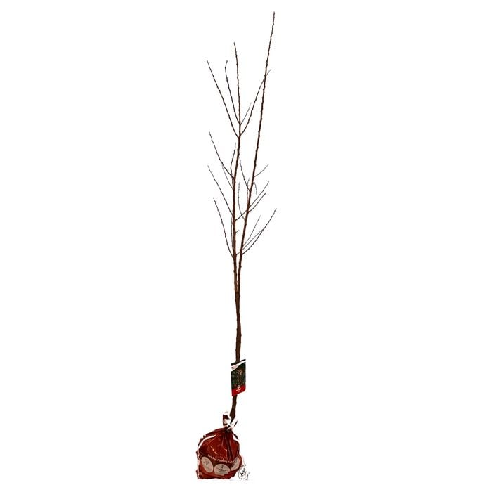 250mm Moorpark Apricot - Prunus armeniaca