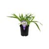 140mm Arthropodium Te Puna - Arthropodium cirratum
