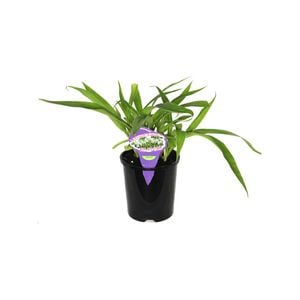 140mm Arthropodium Te Puna - Arthropodium cirratum