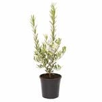 200mm Olive Garden Harvest - Olea spp Olive