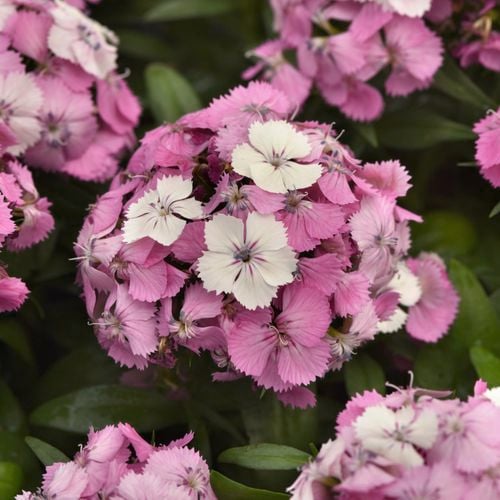 Dianthus 'Pink Confetti' produces petite, disc-shaped flowers in a bright blend of pink and white shades
