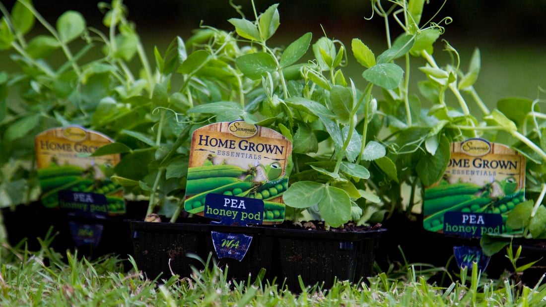 Home Grown Essentials Pea Honey Pod plants.