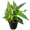 3.3L Japanese Laurel - Aucuba crotonoides