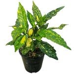 3.3L Japanese Laurel - Aucuba crotonoides
