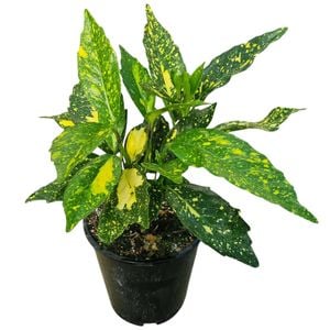 3.3L Japanese Laurel - Aucuba crotonoides